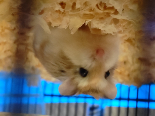 Any – Hamster Rat