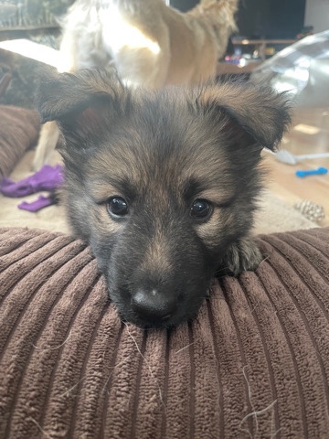 German Shepherd – female sable German shepherd puppy
