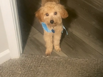 Goldendoodle – 7 month mini goldendoodle – Atlanta