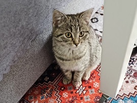 British Shorthair – bkh zu verkaufen – Dortmund
