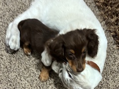 Deutsche Bracke – toy dachshund puppy purebred – Taylorsville