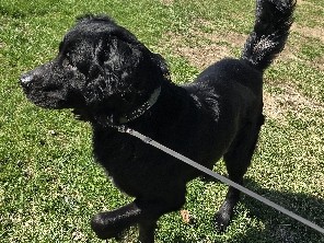 Golden Retriever – Golden Labrador! – Elkhart