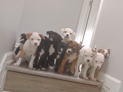 American Pit Bull Terrier β Loveable Puppies Toy Pits πβ€οΈπ β Tysons