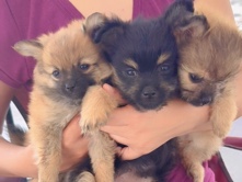 Pomeranian – Pomeranian puppie mix – La Feria