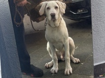 Akbash Dog – kangal akbas – Mannheim