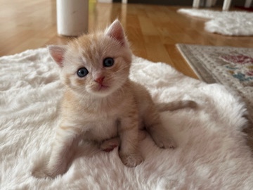 British Shorthair – BHK-MIX Babys abzugeben – Stuttgart