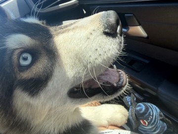 Siberian Husky – Purebred Siberian Husky puppy looking for a loving home. – Fort Stewart