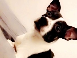 Mixed Breed – Baxter a puppy – Missoula