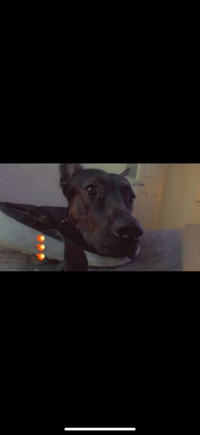 Cane Corso – Big baby needs a home