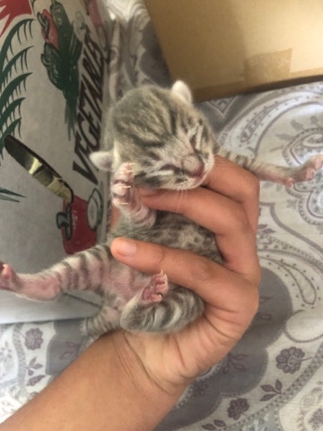 European Shorthair – short hair cat