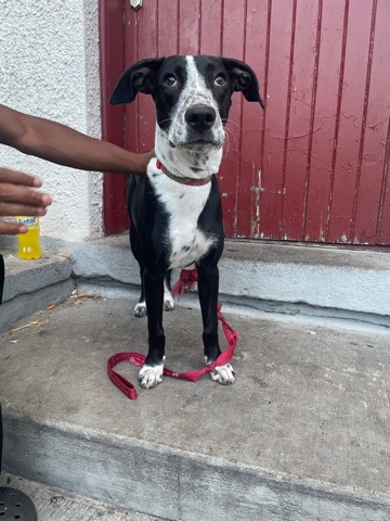 Dalmatian – loving dog
