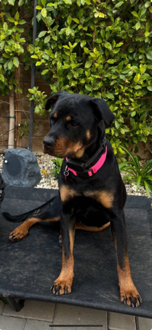 Rottweiler – Nala