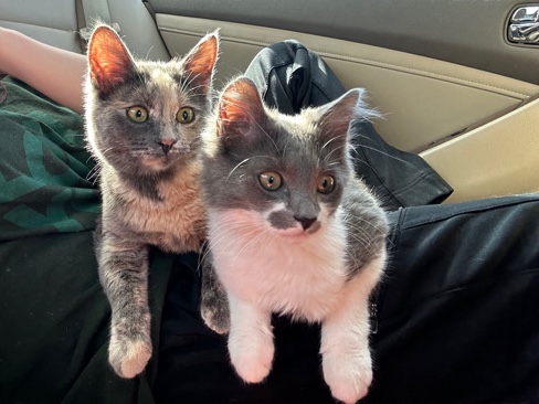 2 kittens