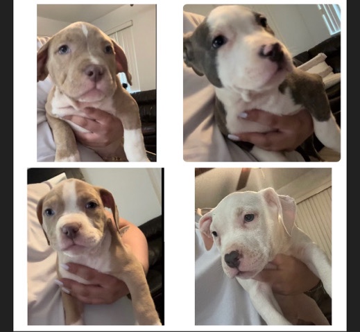 American Pit Bull Terrier – pitbull puppies