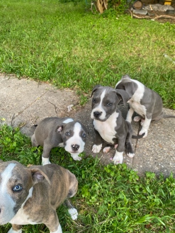 American Staffordshire Terrier – American staffordshire Terrier puppies Blue and blue fawn brindle