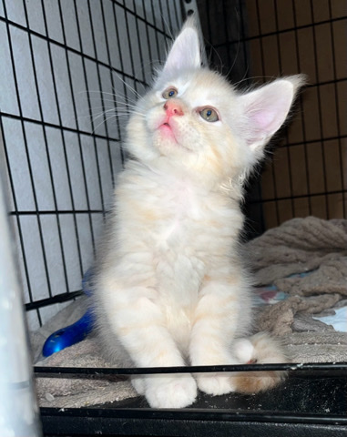 Maine Coon – Maine **** kitten’s