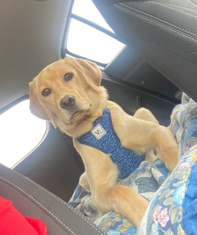 Labrador Retriever – 8 month old Female Lab/Golden Retriever
