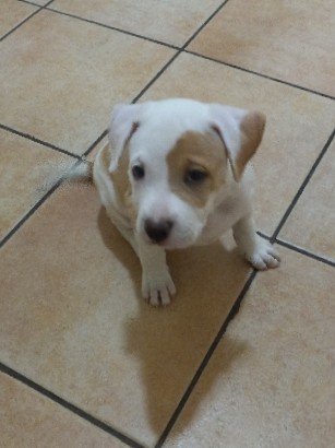 American Pit Bull Terrier – American pitbull puppy