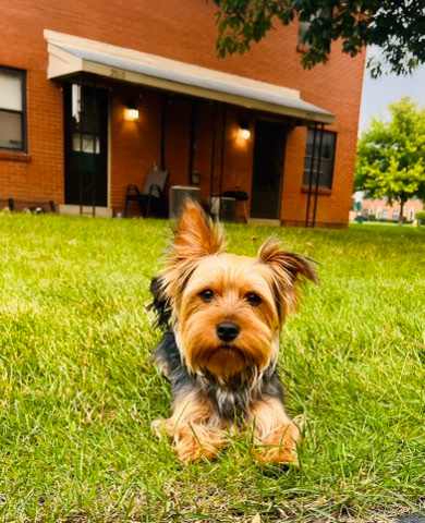 Yorkshire Terrier – yorkie terrier name nick