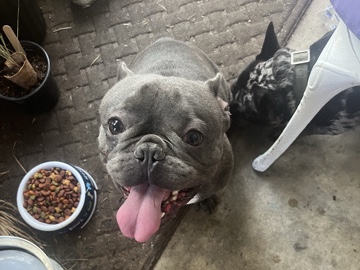 French Bulldog – Friendly 2-Year-Old French Bulldog for Sale – Los Angeles – Los Angeles
