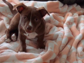 Pitbull Labrador For Urgent Rehome – Keller