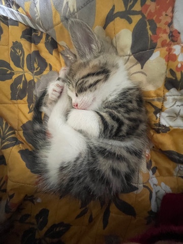 Cute kitten white brown and black spotted