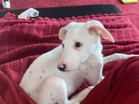 Mixed Breed – saluki x Dalmatian – Glasgow