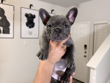 French Bulldog – frenchie blue female – Fort Worth