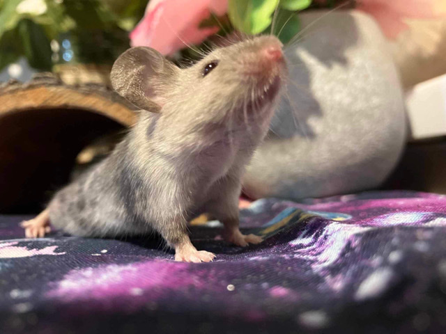 Any – male mice