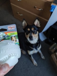 Australian Cattle Dog – Australian Cattle Dog