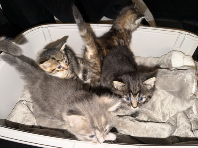 🐾 Kittens Looking for Good Homes 🐾 – Atlanta