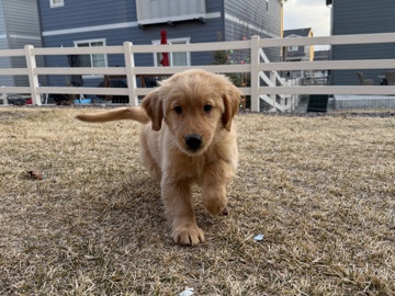 Golden Retriever – Golden Retriever puppy – Castle Rock
