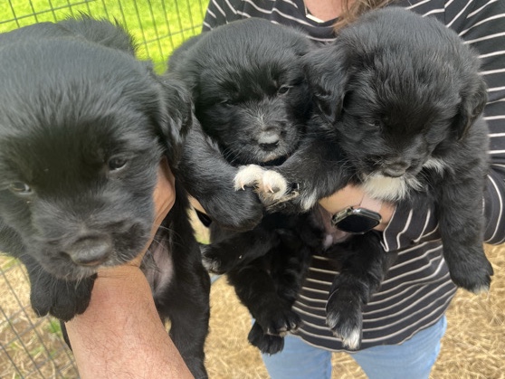 Adopt Border Collie Border collie mix with Golden Retriever Free in Plymouth