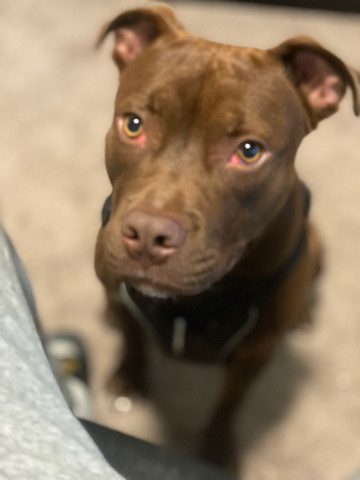 American Pit Bull Terrier – Beautiful loving Pitbull