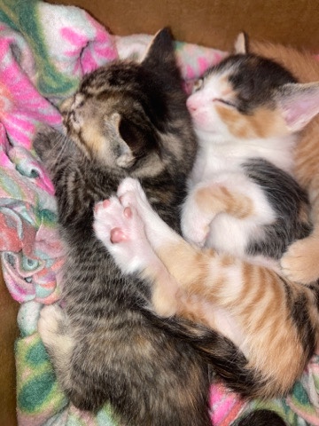 selling blue eye kittens for nice home.