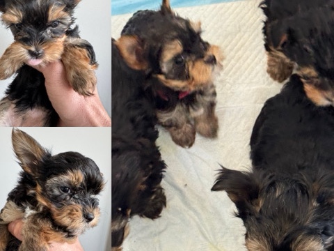 Yorkshire Terrier – Yorkies Ready For Homes – Blue Mound