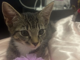 Toyger – Tabby Kitten – Manchester