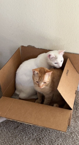 2 Kittens need a home