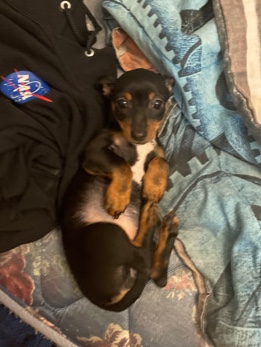 Chihuahua – Chihuahua Puppy