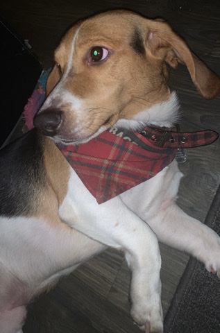Beagle – looking for a new home!