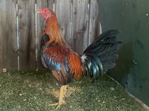gallos