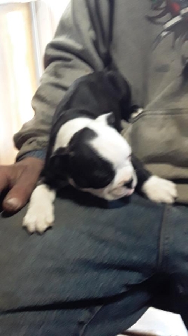 Boston Terrier – Boston terrier pups