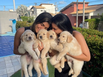 Golden Retriever – Filhotes golden retriever