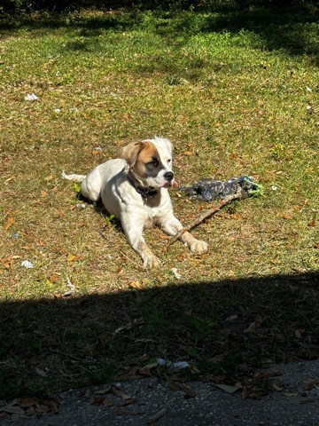 American Bulldog – Maggie