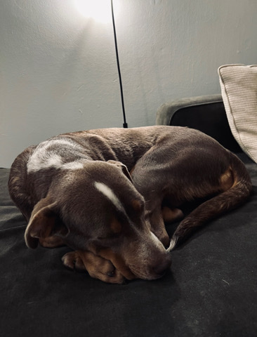 Australian Cattle Dog – Annie