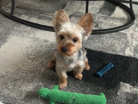 Yorkshire Terrier – yorkie – Portage