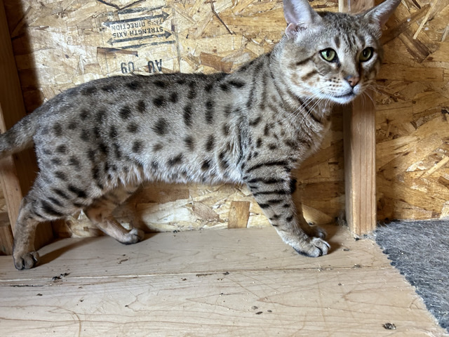 Savannah male cat F6