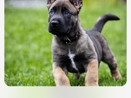 Cane Corso – puppies need a great owner – Palmdale
