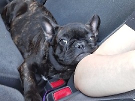 French Bulldog – brindle french bulldog – Roundup