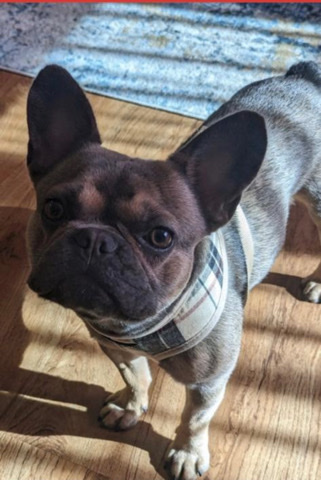 French Bulldog – Prada the Frenchie